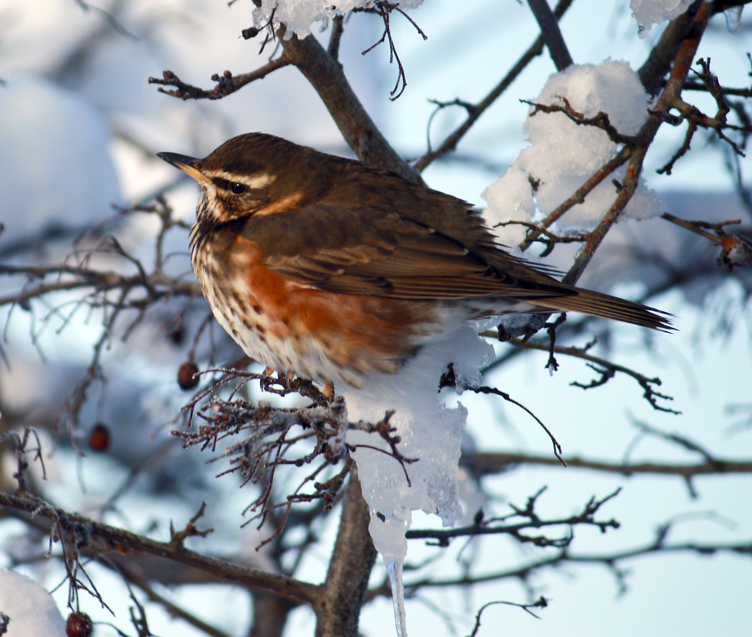 winter-bird1.jpg